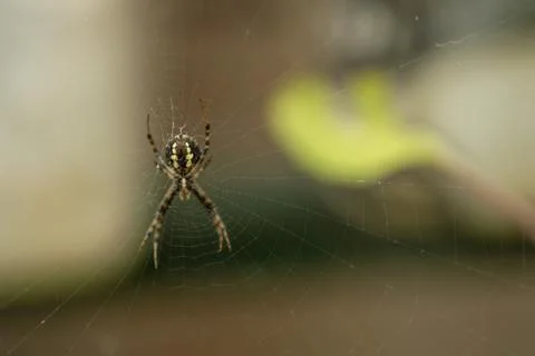A spider web in focus in which a spider present Stock Photos