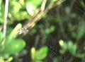 Spider Web Footage
