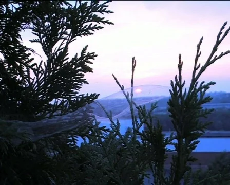 Spider web Video stock 82660