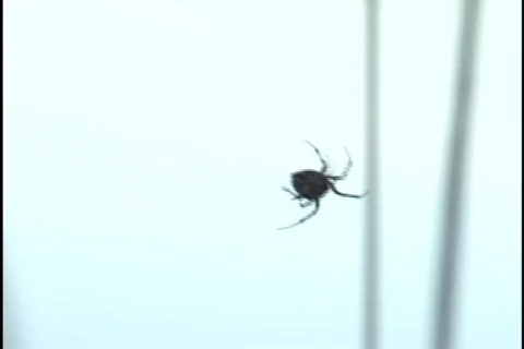 Spider on Web Stock-Footage 298408
