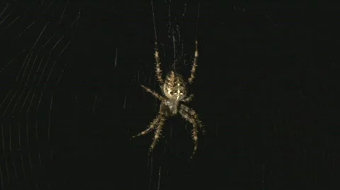 Spider in web Video stock 507230
