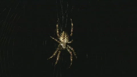 Spider in web Stock Footage 507231
