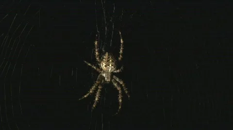 Spider in web Stock Footage 507245