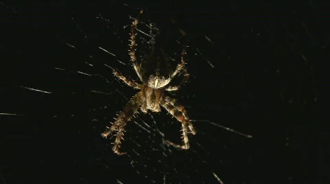 Spider in web Video stock 507266