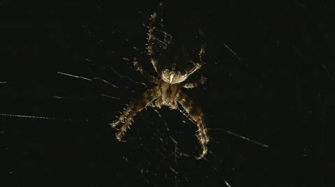 Spider in web Stock Footage 507274