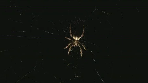 Spider in web Stock Footage 507322