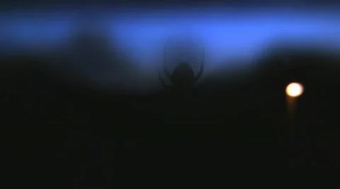 Spider in web Video stock 507619