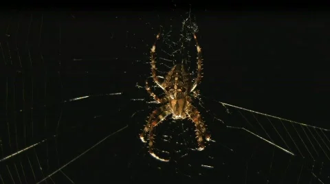 Spider in web Video stock 508018