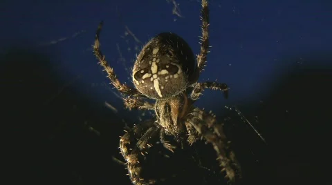 Spider in web Stock Footage 513370