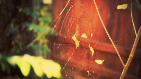 Spider web Stock Footage 550075