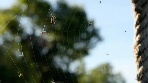 Spider web 库存影片 729148