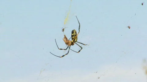 Spider in the web Stock Footage 797993