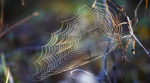 Spider web Stock Footage 907357