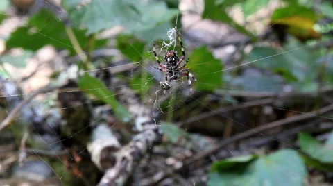 Spider on a Web Stock Footage 938521