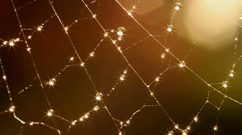 Spider web Stock Footage