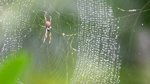 Spider in the Web Stock-Footage 5121611