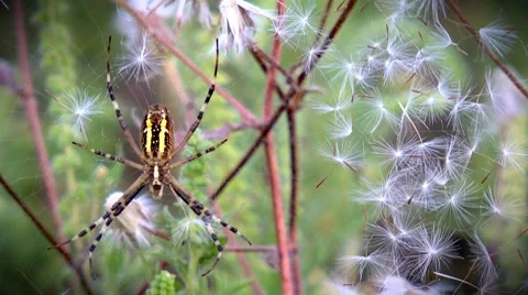 Spider on web Stock-Footage 8685770