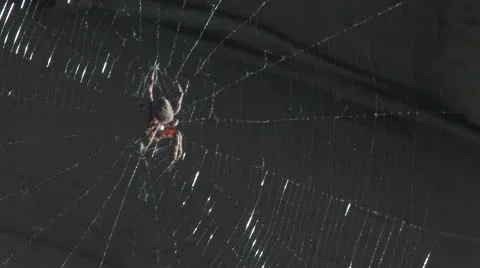 Spider in Web Stock Footage 10572571