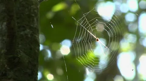 Spider Web Stock Footage 10754975