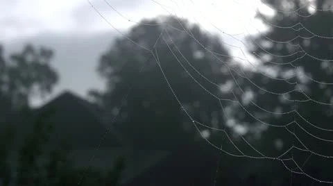 Spider web Stock Footage 11857955