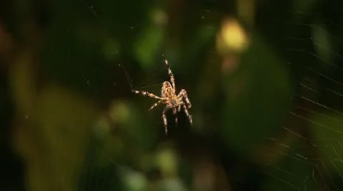 Spider On Web Stock Footage