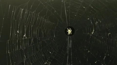 Spider web Stock-Footage 11978812