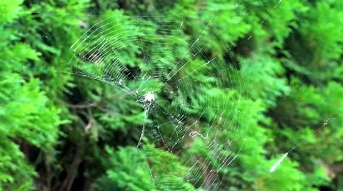 Spider in Web Video stock 18456169