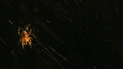 Spider in web Stock Footage 22666474