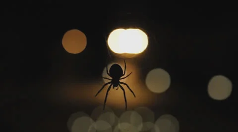 Spider on the web Stock Footage 22748020