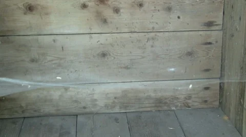 Spider web 스톡 동영상 27602993