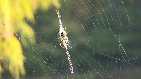 Spider In Web Stock Footage 33604179
