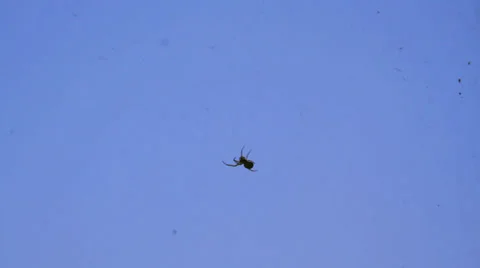 Spider on a web 스톡 동영상 34297624