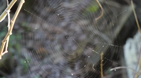 Spider web Video stock 35684718