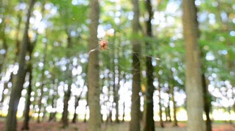 Spider on web Stock Footage 37988822