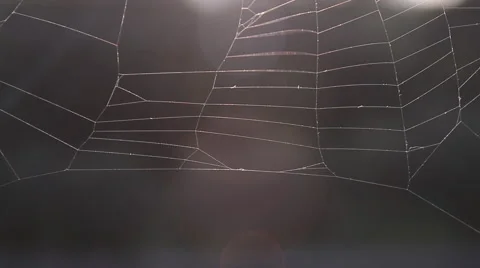 Spider web 스톡 동영상 41969774
