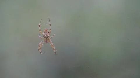 Spider on web Video stock 44010408