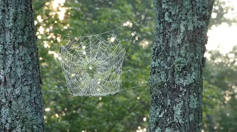 Spider web Stock Footage 44232398