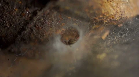 Spider in the web Видео 45588255