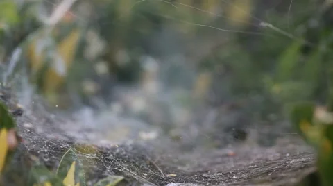Spider web Stock Footage 45780725