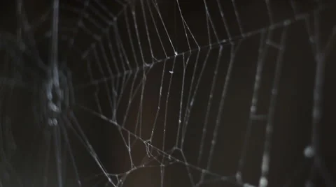 Spider web Stock-Footage 46720563
