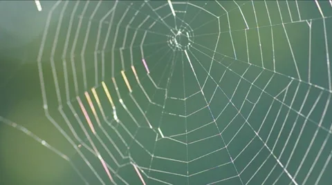The spider web. Stock Footage 47250935