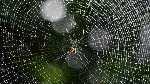 Spider on the web. Stock Footage 50226352