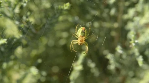 Spider on a web Stock Footage 51922259