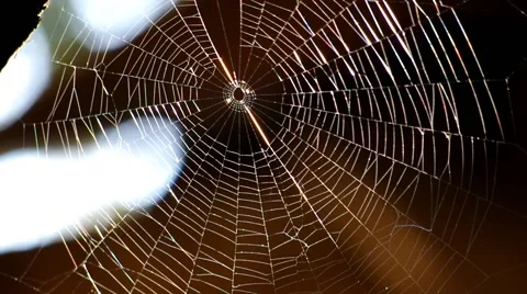 Spider Web Video stock 53315931