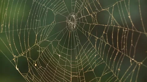 Spider Web Stock Footage 55962201