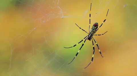 Spider in a web. Stock Footage 56426327