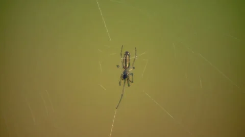 Spider in web Stock Footage 57815392