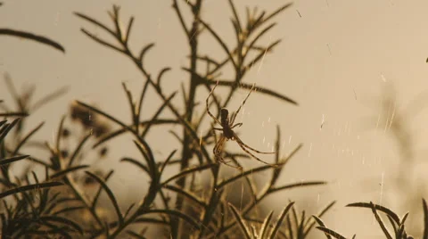 Spider on web 스톡 동영상 58606939