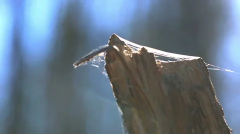 Spider web Stock Footage 58654596