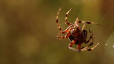 Spider In Web Stock Footage 60991067